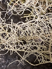 Usnea