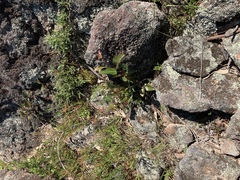 Hardenbergia violacea