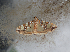Glyphodes sibillalis