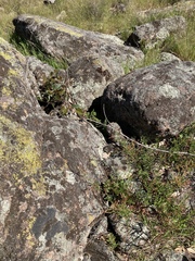 Hardenbergia violacea