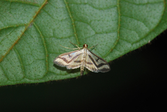 Perisyntrocha anialis