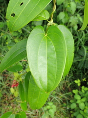 Dioscorea alata