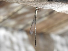 Rhadinosticta simplex