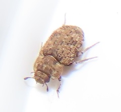 Leichenum
