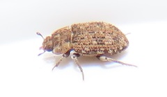 Leichenum