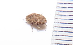 Leichenum