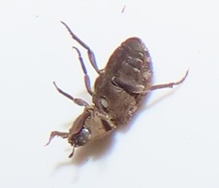 Leichenum