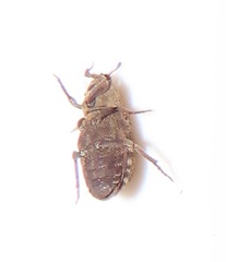 Leichenum