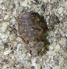 Leichenum