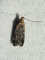 Dichomeris costarufoella