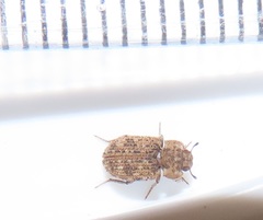 Leichenum