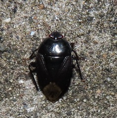 Macroscytus