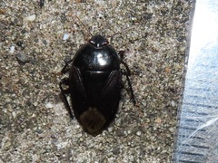 Macroscytus