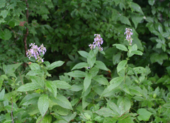 Nepeta manchuriensis