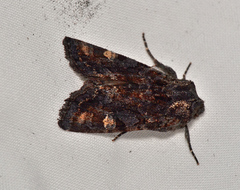 Neumichtis spumigera