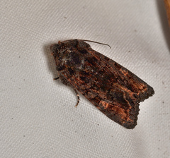 Neumichtis spumigera