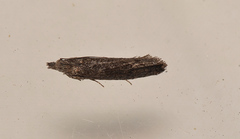 Holocola melanographa