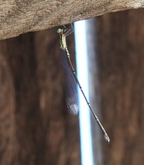 Rhadinosticta simplex