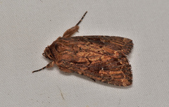 Dasygaster ligniplena