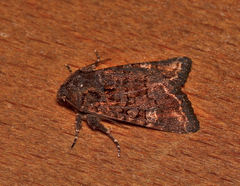 Neumichtis spumigera