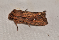 Dasygaster ligniplena