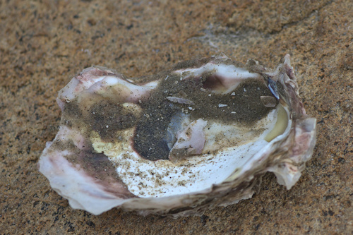 Magallana bilineata observed 2020-10-10
