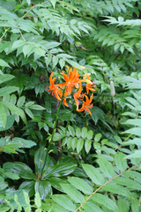 Lilium distichum