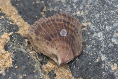 Isognomon