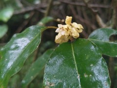 Elaeagnaceae