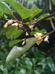 Elaeagnaceae