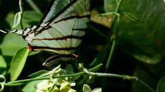 Protographium epidaus epidaus