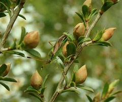 Pseudopantilius australis