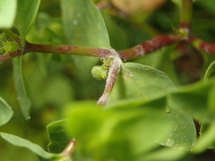 Podosphaera euphorbiae