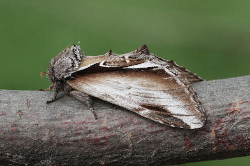 Lesser Swallow Prominent