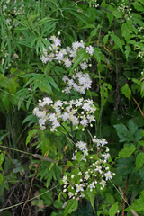 Clematis brevicaudata