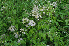 Clematis brevicaudata