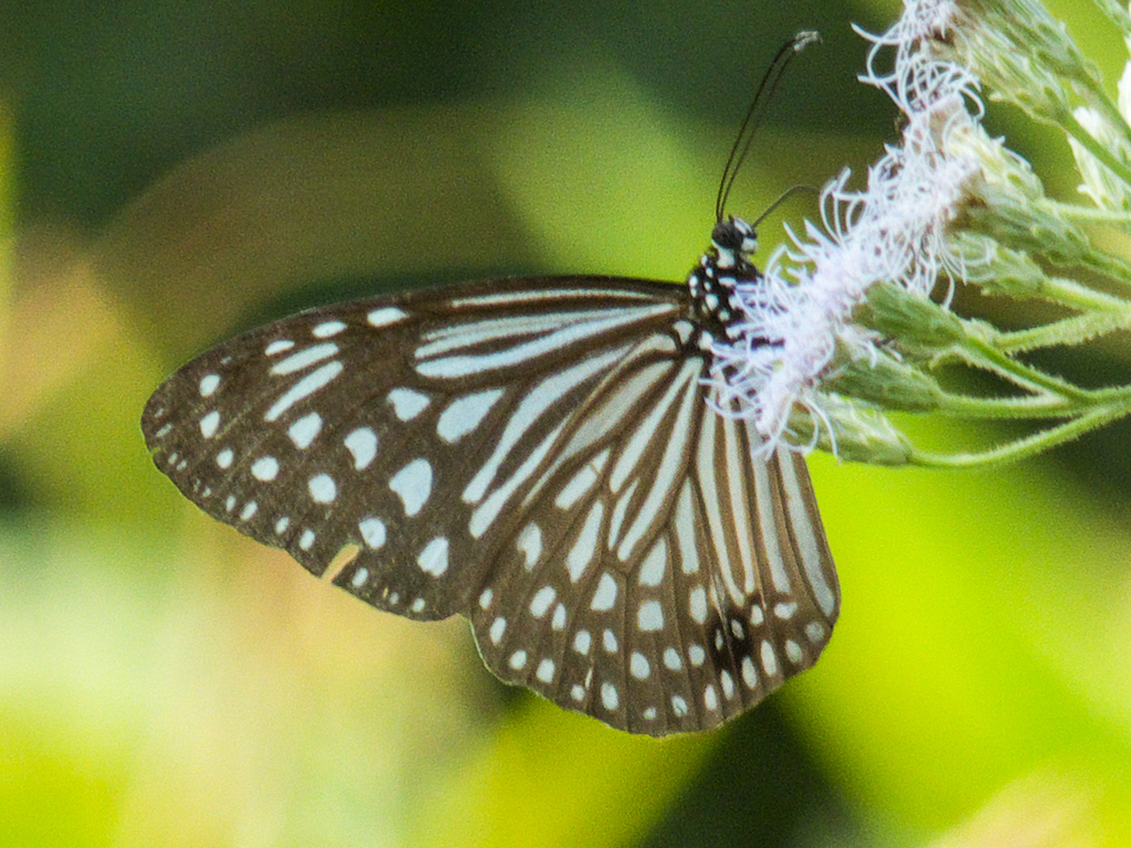 绢斑蝶（Parantica agleoides）