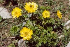Adonis chrysocyathus