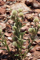 Ptilotus clementii