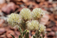 Ptilotus clementii