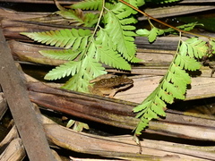 Indosylvirana nicobariensis
