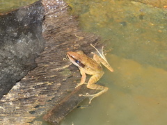 Indosylvirana nicobariensis