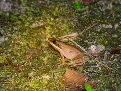 Indosylvirana nicobariensis