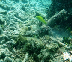 Parapercis australis