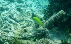 Halichoeres chloropterus