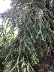 Cryptomeria japonica