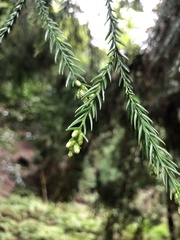Cryptomeria japonica
