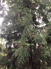 Cryptomeria japonica