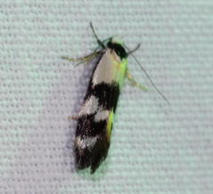 Zonopetala decisana