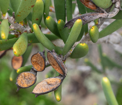 Hakea clavata